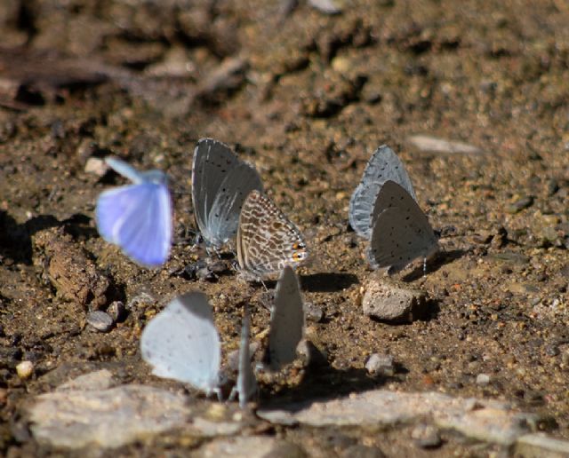 Celastrina argiolus? S, ed anche Leptotes pirithous